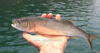 Indian trout